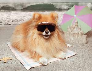 How to master dog photography